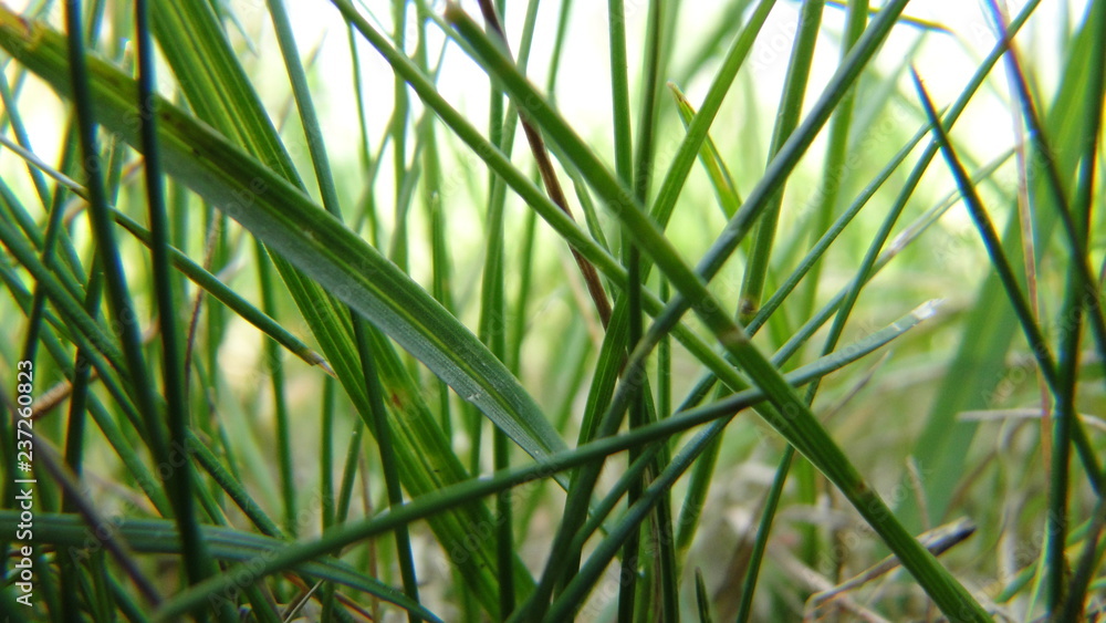 Fototapeta premium Green grass background, close-up, beautiful wallpaper