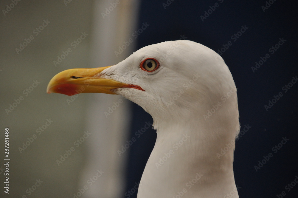 Roman gull, in the port of Venice. Portrait of an adult bird. Roman gull, in the port of Venice. Portrait of an adult bird.