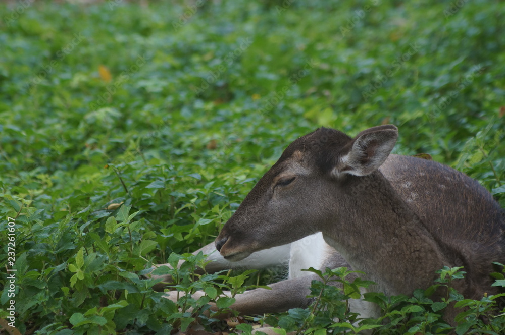 Fototapeta premium Ciervo