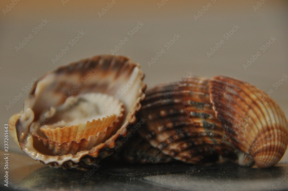 Shellfish, snails from the Mediterranean Sea on the beach in Italy. Shellfish, snails from the Mediterranean Sea on the beach in Italy.
