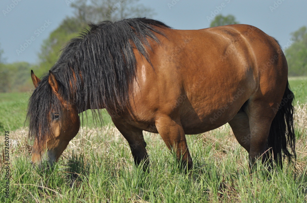 Workhorse. Grazing in the pasture. Meadow in the valley of the Bug. Workhorse. Grazing in the pasture. Meadow in the valley of the Bug.