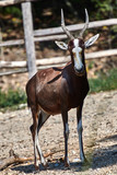 A blesbok antelope (Damaliscus pygargus)