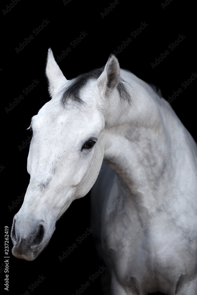 Beautiful horse on a dark background