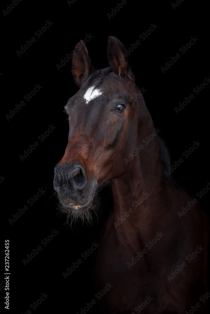 Beautiful horse on a dark background Beautiful horse on a dark background