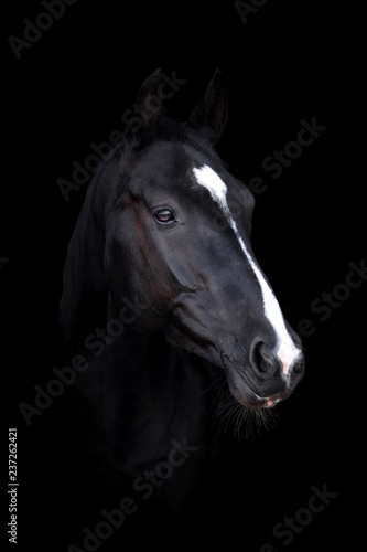 Beautiful horse on a dark background