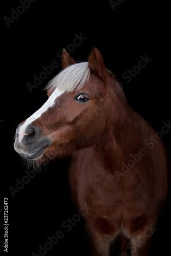 Beautiful horse on a dark background © Мария Старосельцева