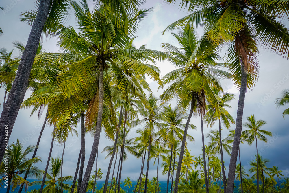 Obraz premium Hawaii