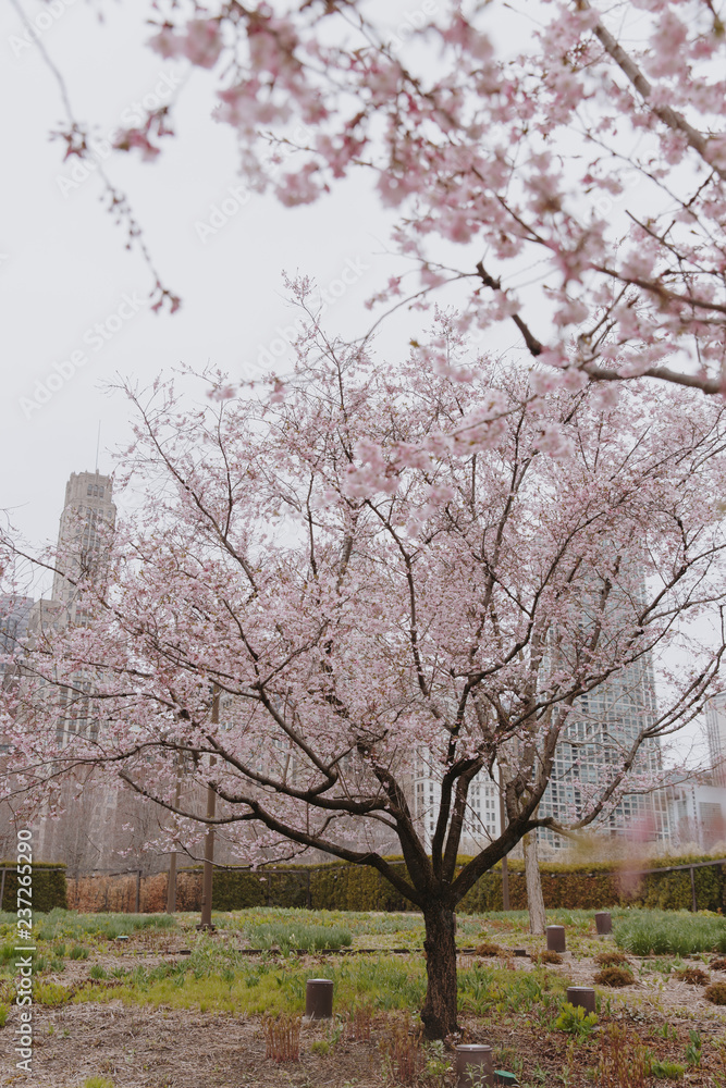 Pink spring blossom trees on a dreary day in Chicago Pink spring blossom trees on a dreary day in Chicago