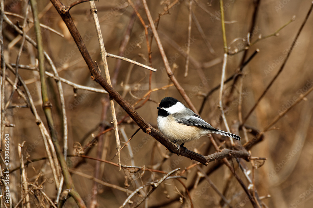 A Black-capped Chickade perches on a bare branch. These cute songbirds can be found in Iowa year-round. A Black-capped Chickade perches on a bare branch. These cute songbirds can be found in Iowa year-round.