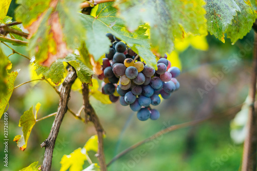 Bunch of green and purple grapes on the vine with leaves.