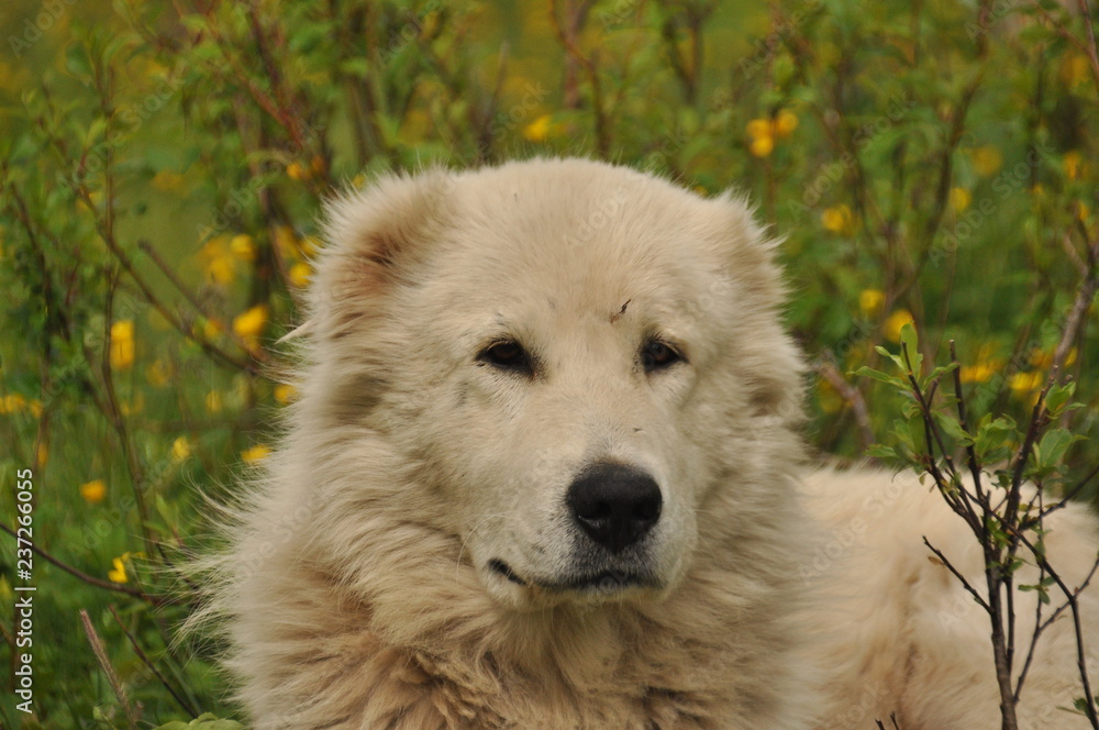 Shepherd dog lying on the meadow and guarding the herd. Dangerous race. Shepherd dog lying on the meadow and guarding the herd. Dangerous race.