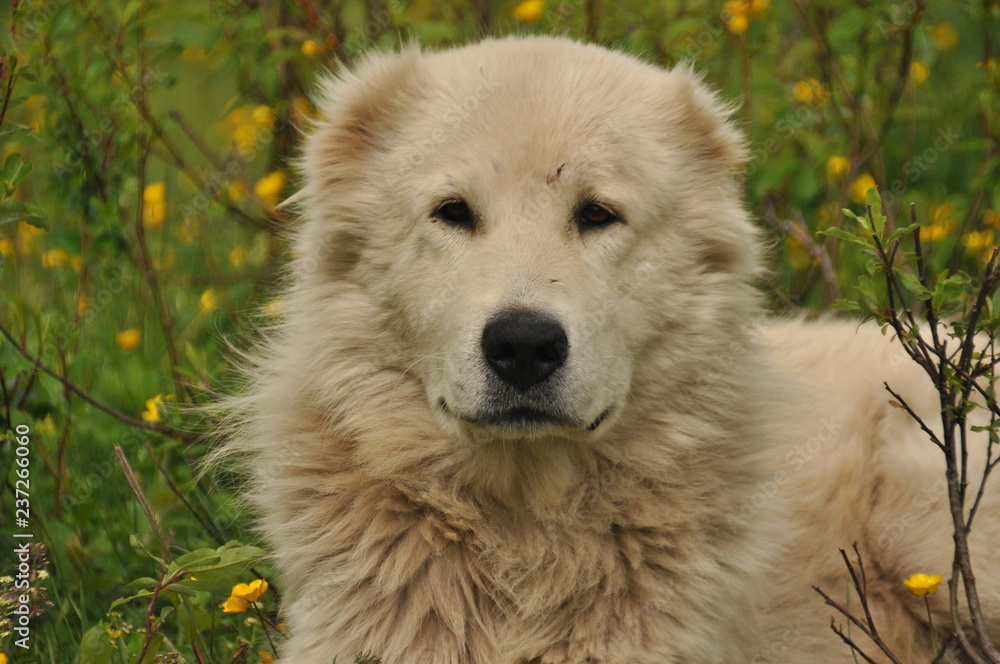 Shepherd dog lying on the meadow and guarding the herd. Dangerous race. Shepherd dog lying on the meadow and guarding the herd. Dangerous race.