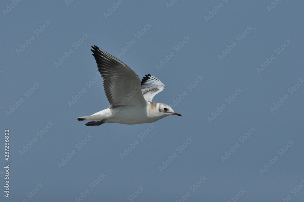Seagull flying, searching for food over the waves. Baltic Sea in Poland. Seagull flying, searching for food over the waves. Baltic Sea in Poland.