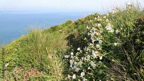 Footage of specific white wild flowers (Saxifraga hypnoides) moving in the wind on the coastline in Brittany in North of France, close to Cap Frehel on Armor Coast. photo