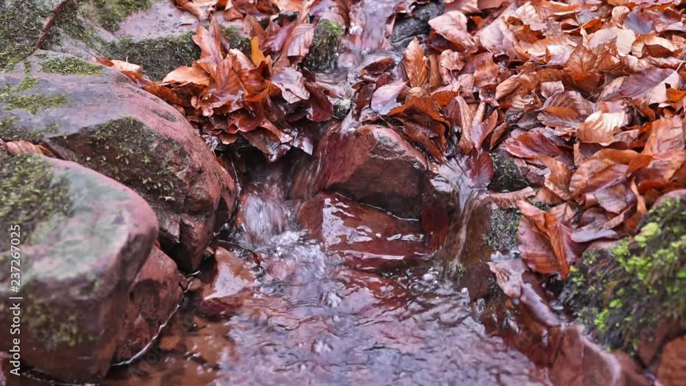 Autumn scene, forest with leaves and river Autumn scene, forest with leaves and river