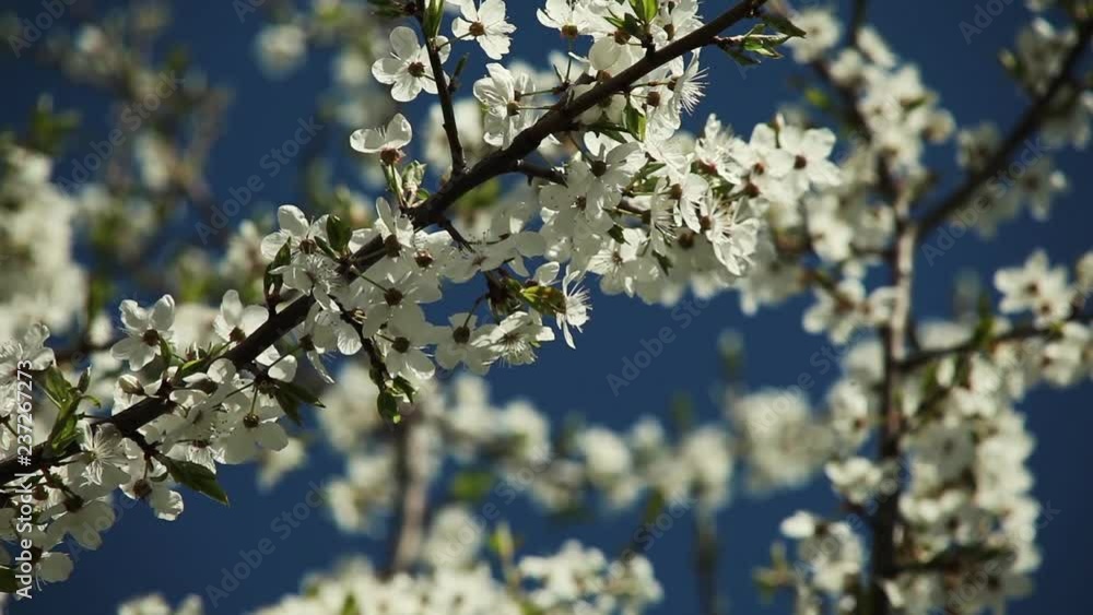 plum flowers background in sunny weather against blue sky plum flowers background in sunny weather against blue sky