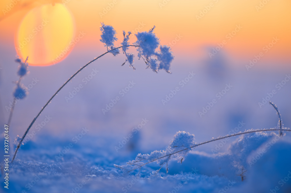 Grasses in snow lit by low angle sun. Selective focus and very shallow depth of field. Grasses in snow lit by low angle sun. Selective focus and very shallow depth of field.