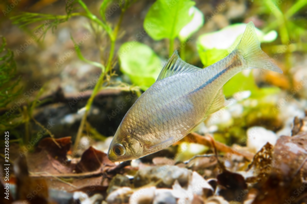 Rhodeus Fish Rhodeus amarus, European bitterling, ornamental adult male freshwater ...