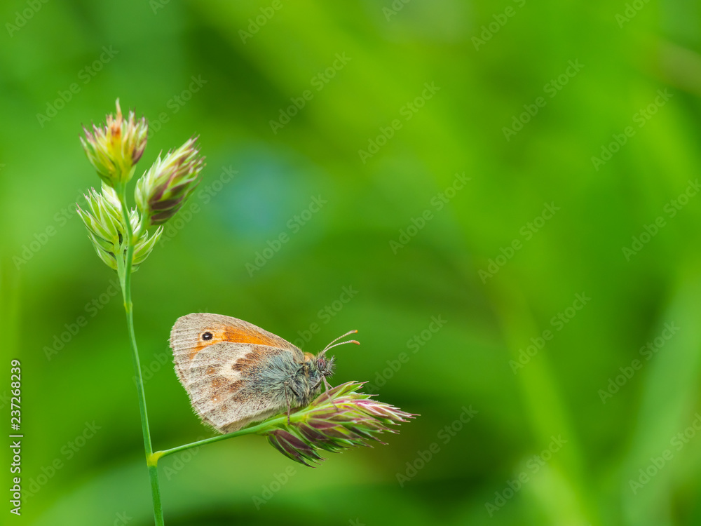 Small heath butterfly (Coenonympha pamphilus) perched on grass