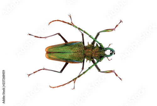 Macrophotograph of a Psalidognathus friendi on a white background