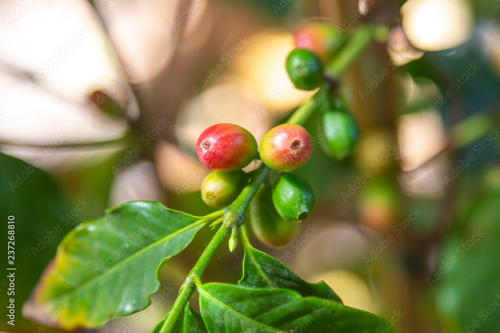 Closeup of green coffee beans on a small organic coffee plantation Closeup of green coffee beans on a small organic coffee plantation