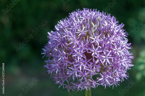 purple onion blossom in sun