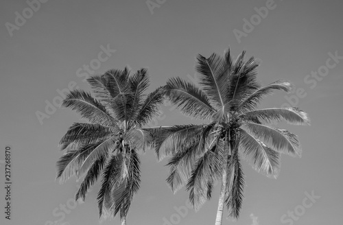 Palmier en noir en blanc
