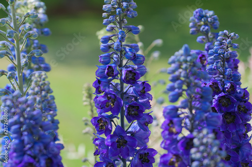 aconite blossom in sun