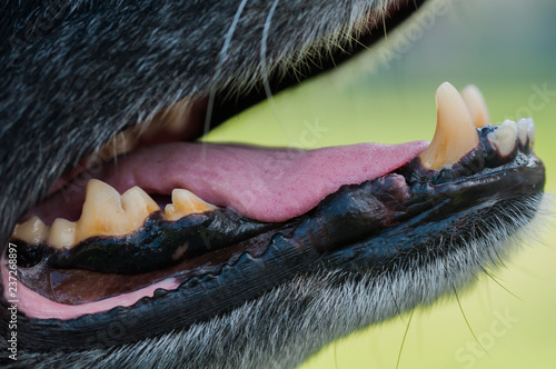 black dog's mouth close-up