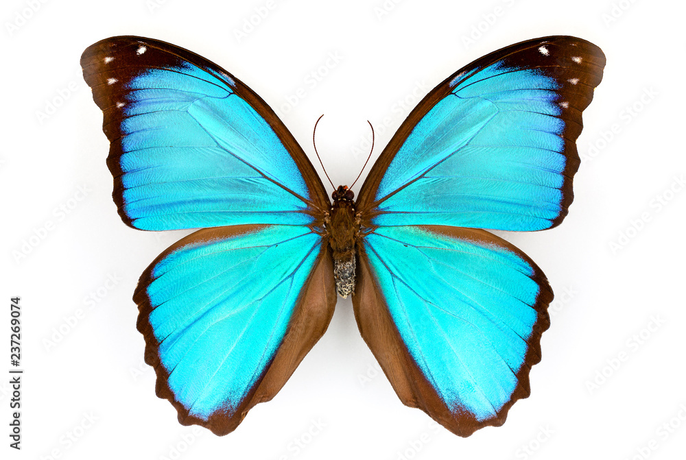 Fototapeta premium Macrophotograph of the half of a blue Morpho Menelaus on a white background