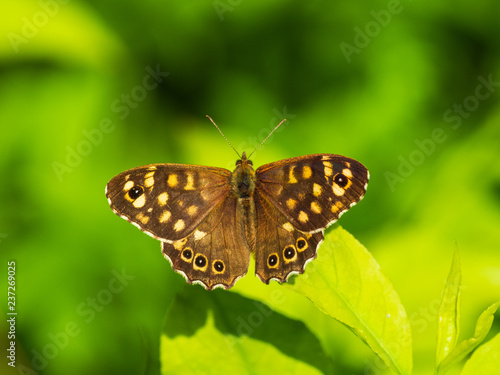 Speckled Wood Butterfly ( Pararge aegeria ) resting on a leaf