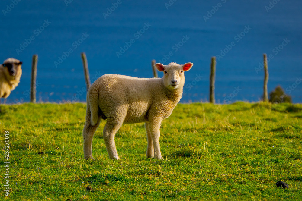 Fototapeta premium Close up of single beautiful sheep grazing in Chiloe, Chile