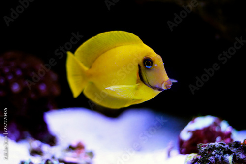 Mimic Lemon Peel Tang (Acanthurus pyroferus)  photo