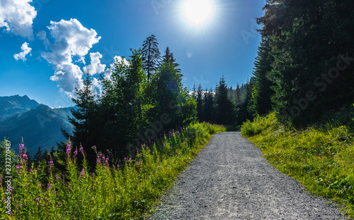 Foto Forstweg in den Allgäuer Alüen