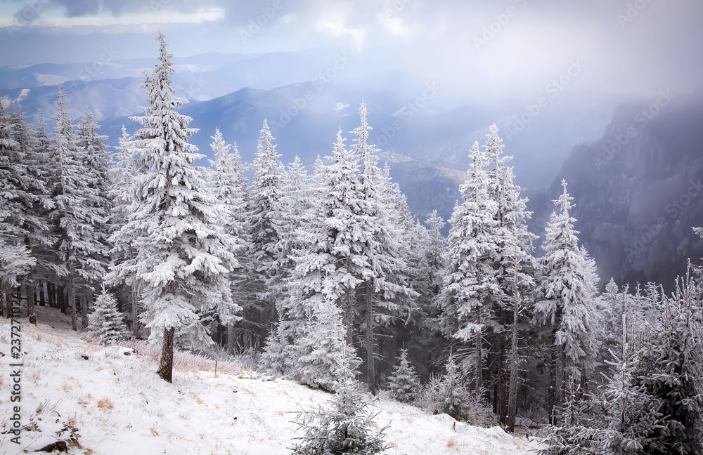 winter landscape with snowy fir trees in the mountains winter landscape with snowy fir trees in the mountains