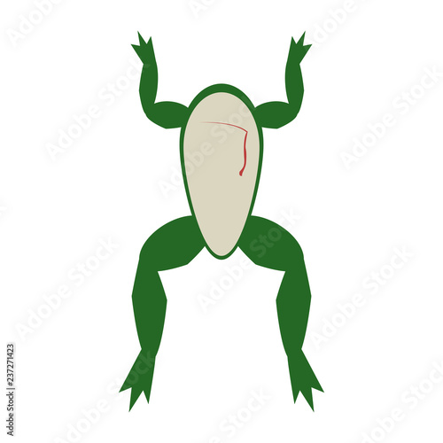 Frog open for experiment