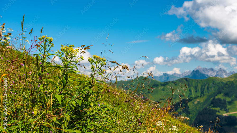 Wilde Blumen auf einer Bergwiese in den Alpen