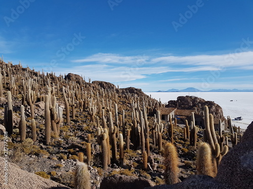 Cactae Salt Flats photo