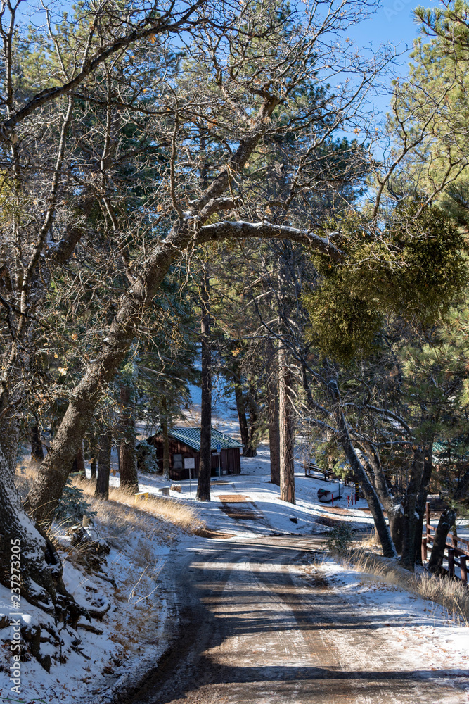 Fototapeta premium forest in winter