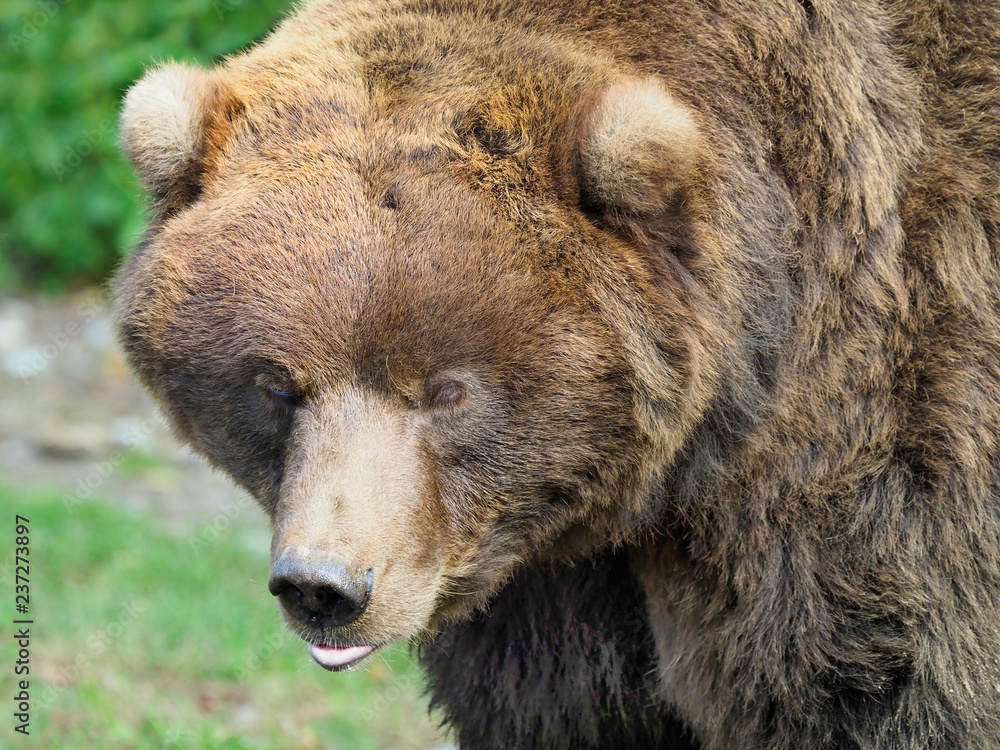 Closeup Portait of a Beautiful Furry Grizzly Bear