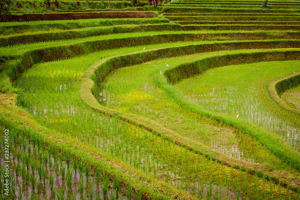 rice terraces on bali