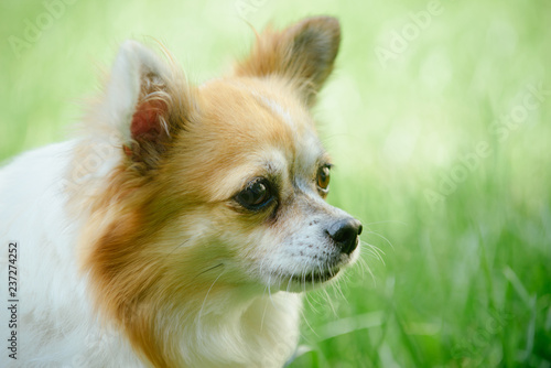 Alert and curious. Dog pet outdoor. Pomeranian spitz dog walk on nature. Pedigree dog. Cute small dog play on green grass. Pet care and animals rights