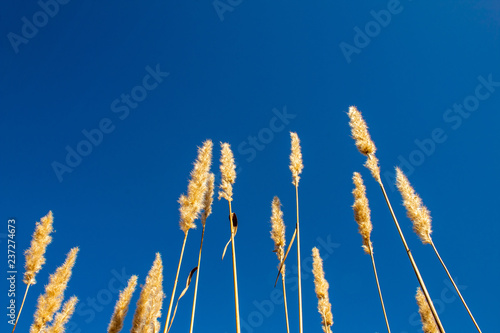 tall dandilion grass reaching into the blue sky