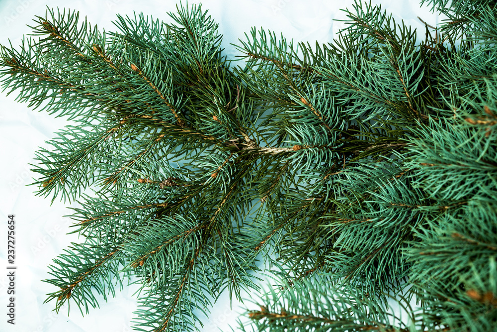 Christmas fir tree background on white background. Fir tree branches texture.