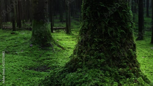 Magic bokeh light of firefly in mossy forest landscape.  photo