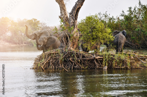 Photography group of african elephants at river bank