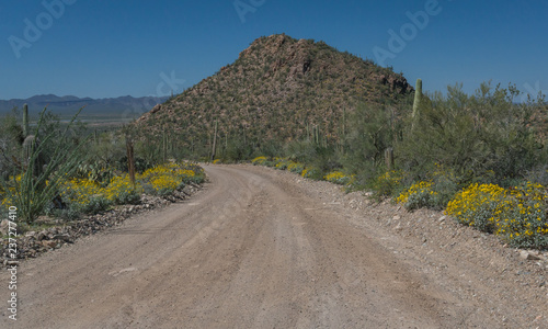 A freshly graded gravel road lined with brittlebrush (Encelia farinose) and young saguaro cactus leads past a rocky hill before disappearing into the distance photo