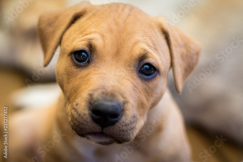 Curious puppy portrait © Greg