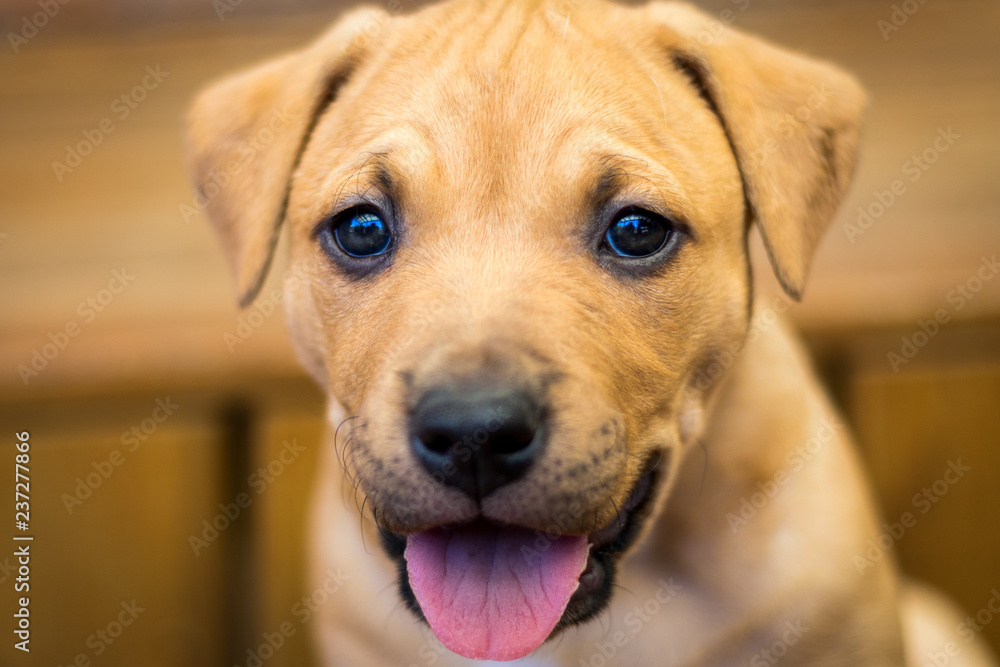 puppy portrait 4 puppy portrait 4