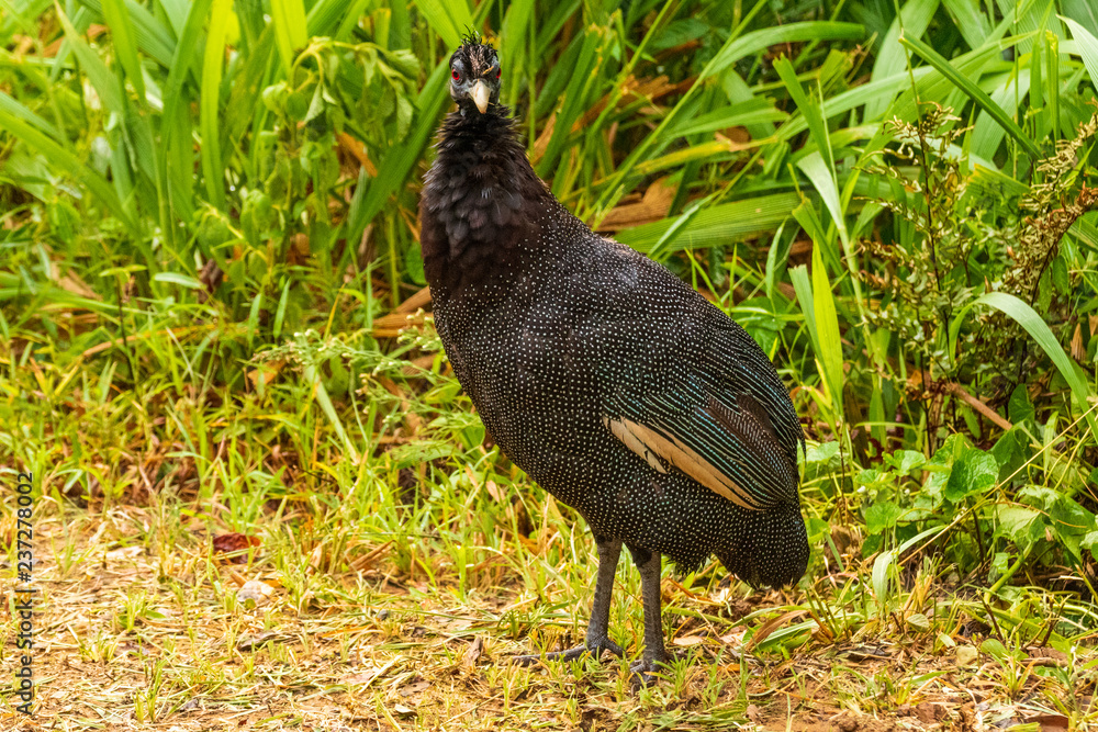 Fototapeta premium Kenya Crested Guinea Fowl in the Hluhluwe-iMfolozi Park